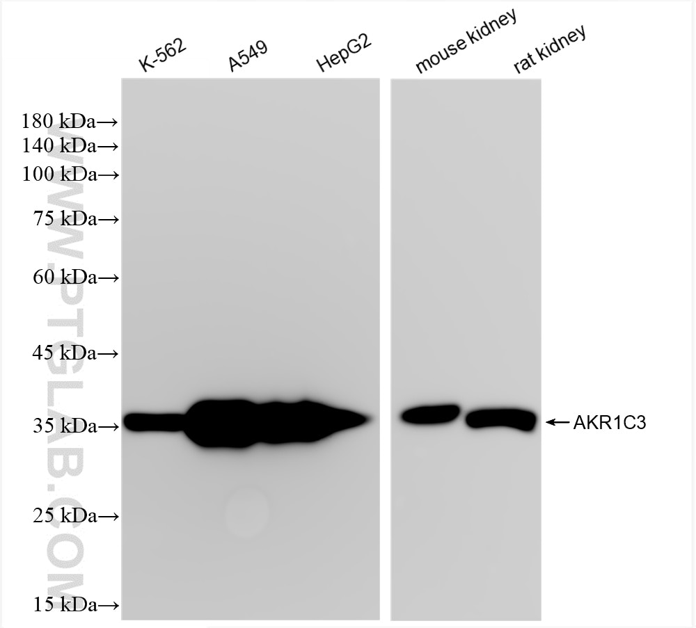 Western Blot (WB) analysis of various lysates using AKR1C3 Recombinant antibody (84872-5-RR)