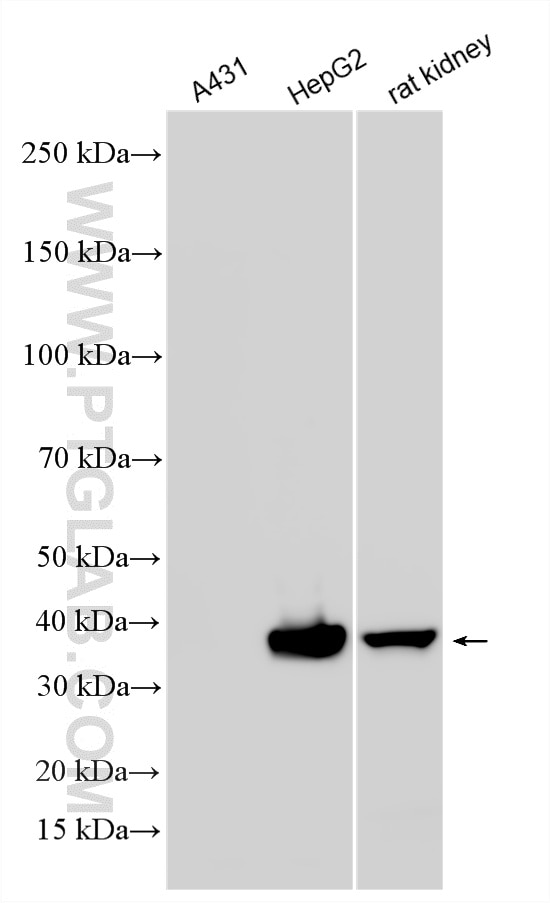 Western Blot (WB) analysis of various lysates using Multi-rAb® AKR1C3 Multi-Recombinant antibody (RMX00069)
