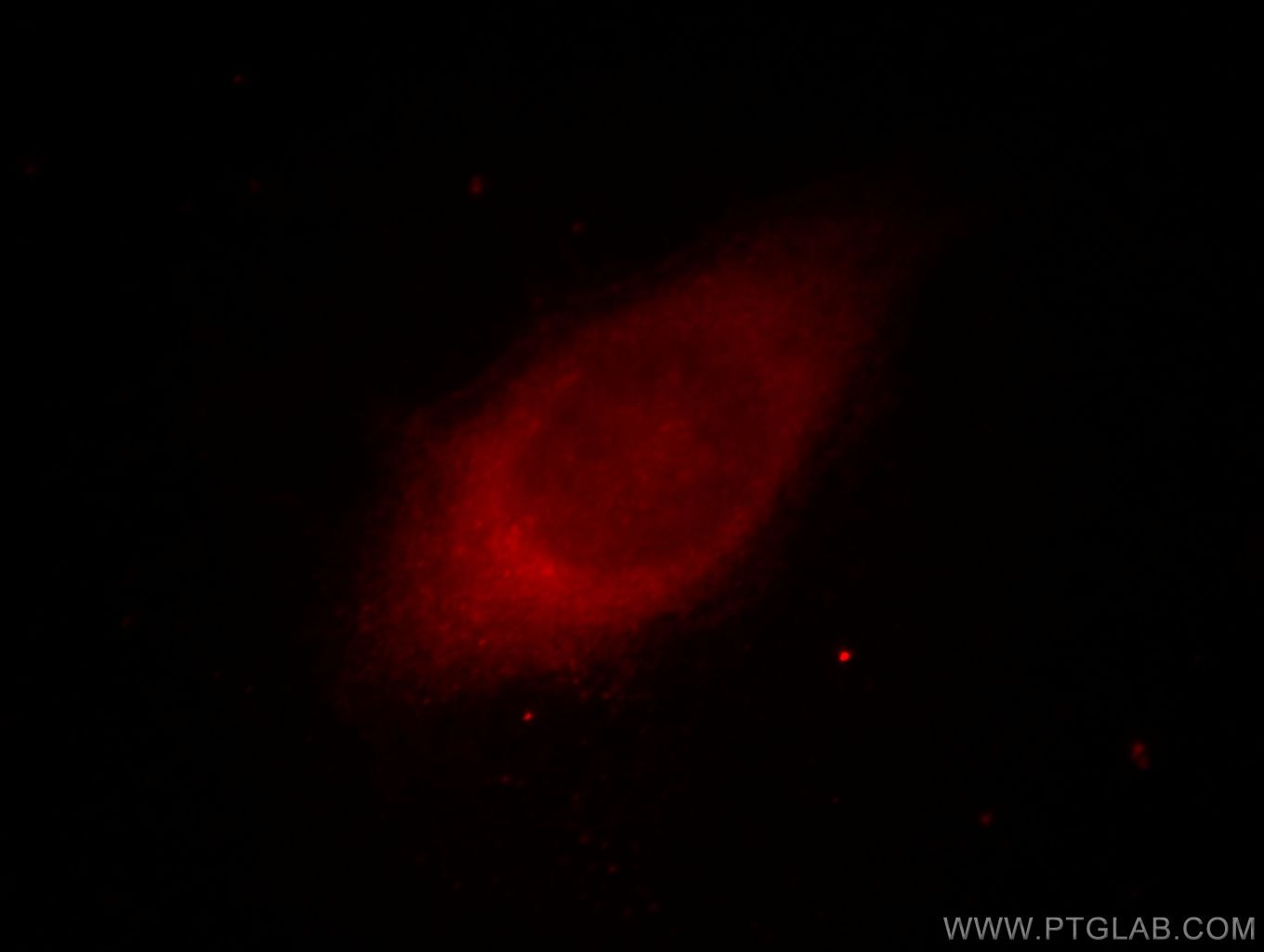 Immunofluorescence (IF) / fluorescent staining of HepG2 cells using AKR1C4 Polyclonal antibody (18852-1-AP)