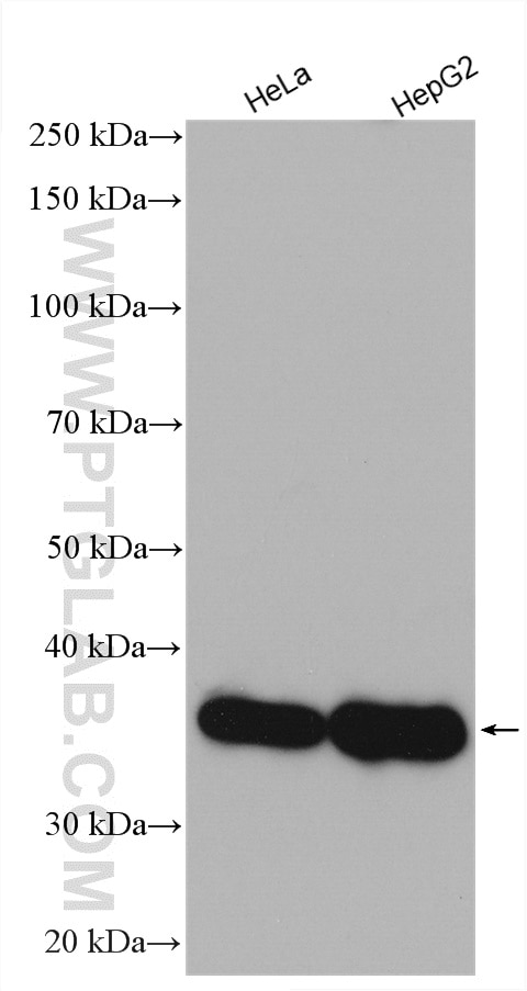 Western Blot (WB) analysis of various lysates using AKR1C4 Polyclonal antibody (18852-1-AP)