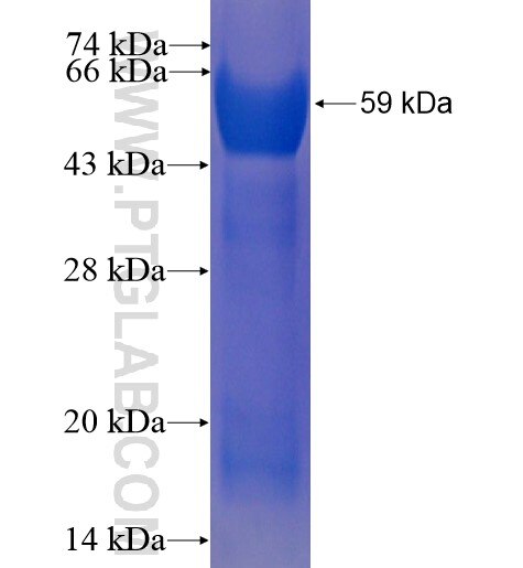 AKR1C4 fusion protein Ag13444 SDS-PAGE