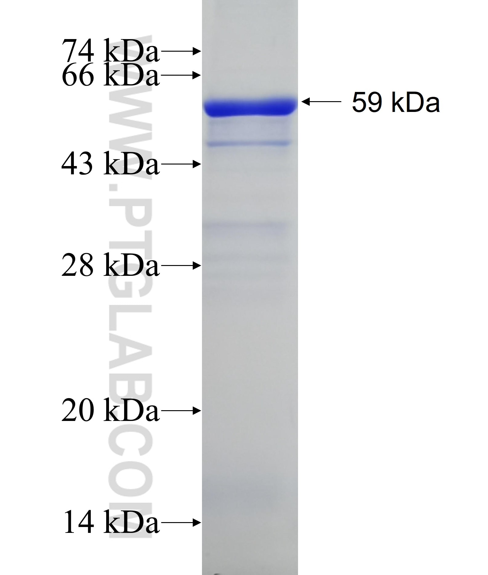 AKR1C4 fusion protein Ag13444 SDS-PAGE