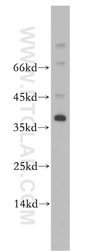 Western Blot (WB) analysis of mouse testis tissue using AKR1CL2 Polyclonal antibody (20525-1-AP)