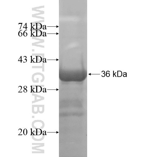 AKR1CL2 fusion protein Ag14381 SDS-PAGE
