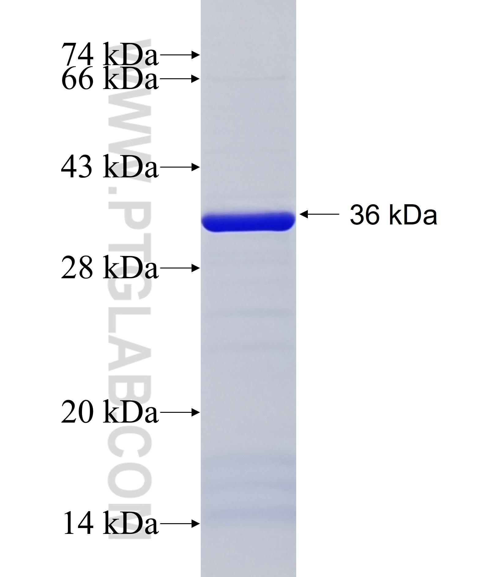 AKR1CL2 fusion protein Ag14381 SDS-PAGE