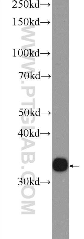 Western Blot (WB) analysis of mouse liver tissue using AKR1D1 Polyclonal antibody (23910-1-AP)