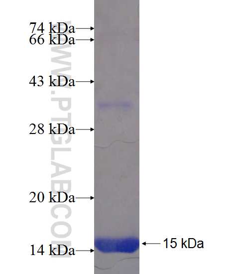 AKR1D1 fusion protein Ag21009 SDS-PAGE