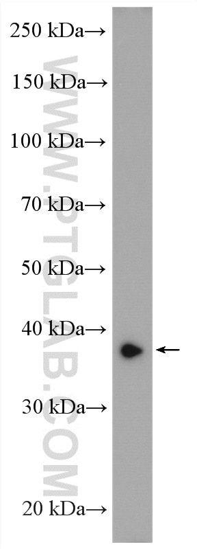 Western Blot (WB) analysis of HepG2 cells using AKR7A2 Polyclonal antibody (10730-1-AP)