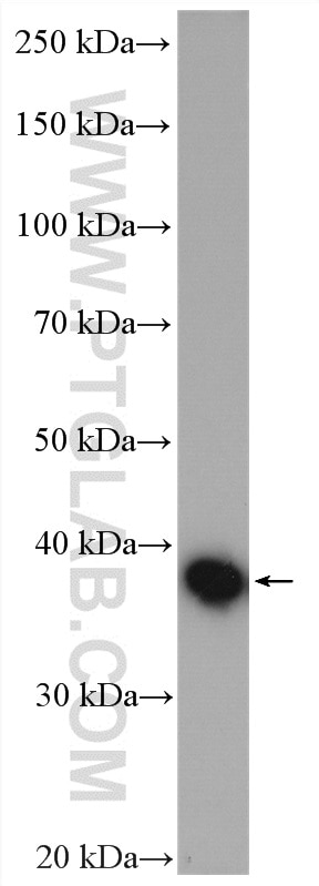 Western Blot (WB) analysis of mouse liver tissue using AKR7A2 Polyclonal antibody (10730-1-AP)