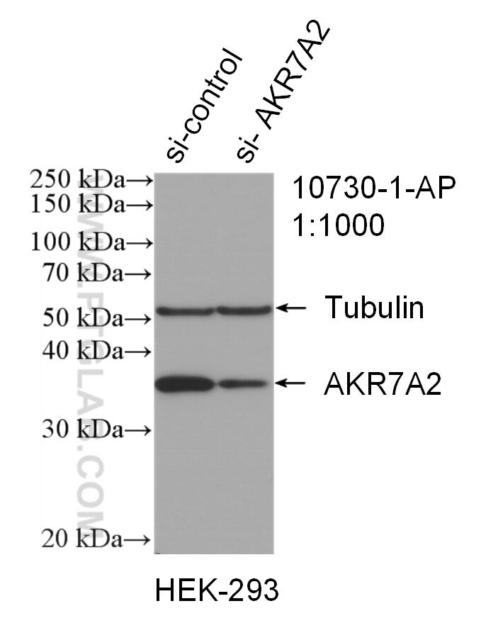 Western Blot (WB) analysis of HEK-293 cells using AKR7A2 Polyclonal antibody (10730-1-AP)