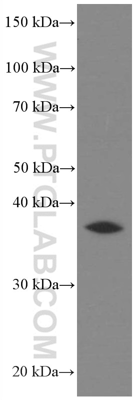 Western Blot (WB) analysis of HEK-293 cells using AKR7A2 Monoclonal antibody (66677-1-Ig)