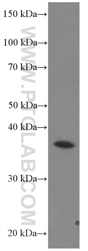 Western Blot (WB) analysis of Jurkat cells using AKR7A2 Monoclonal antibody (66677-1-Ig)