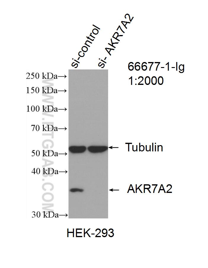 Western Blot (WB) analysis of HEK-293 cells using AKR7A2 Monoclonal antibody (66677-1-Ig)