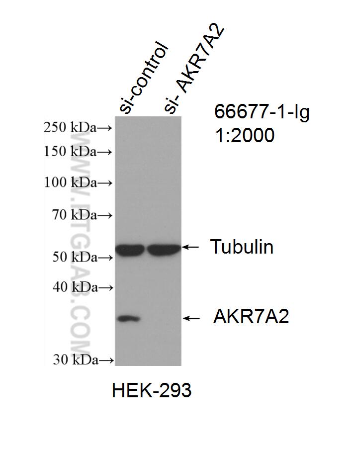 WB analysis of HEK-293 using 66677-1-Ig