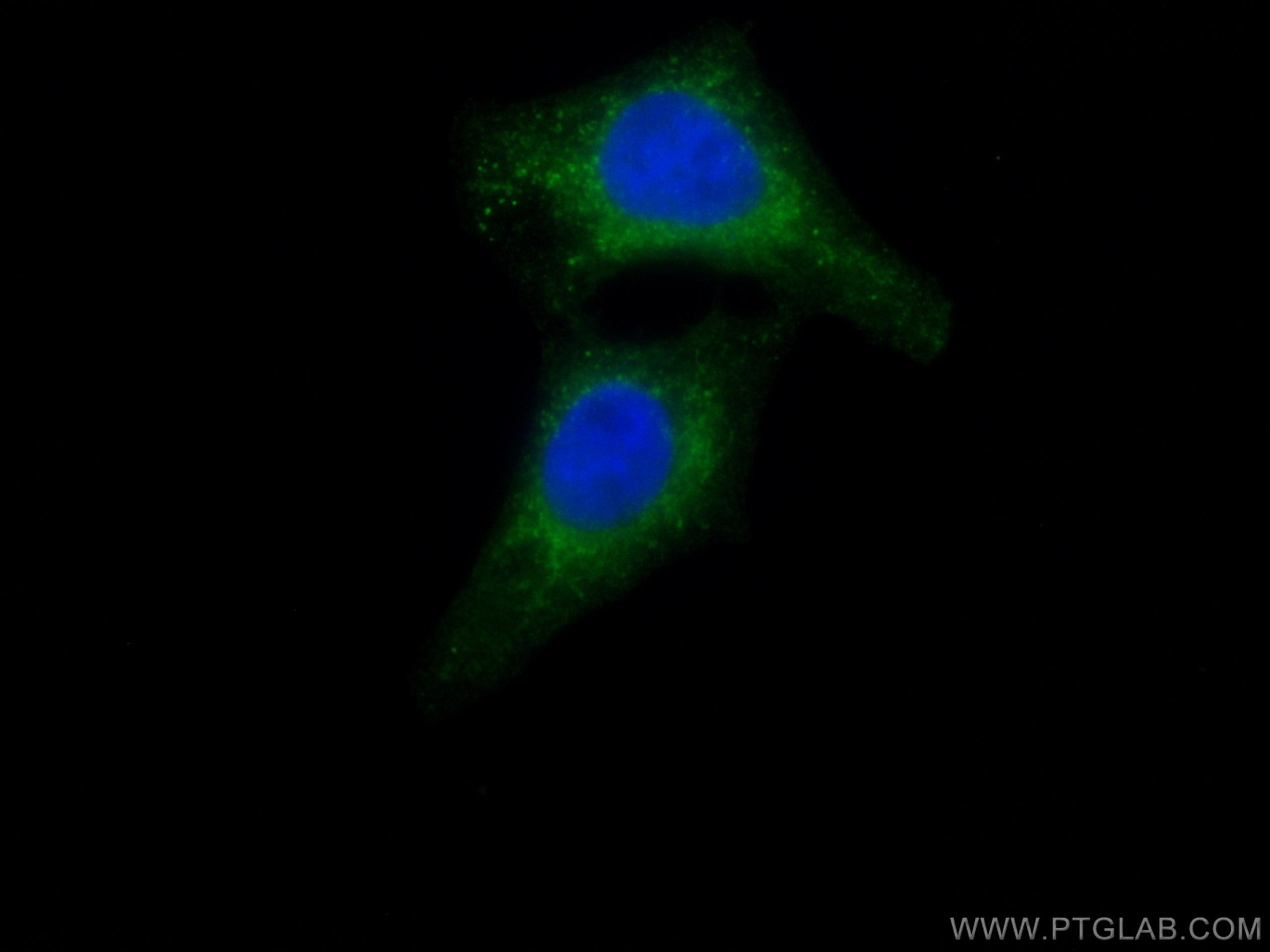Immunofluorescence (IF) / fluorescent staining of HepG2 cells using CoraLite® Plus 488-conjugated AKR7A2 Monoclonal an (CL488-66677)
