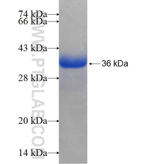 AKR7A2 fusion protein Ag26105 SDS-PAGE