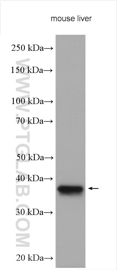 Western Blot (WB) analysis of various lysates using AKR7A3 Polyclonal antibody (13209-1-AP)