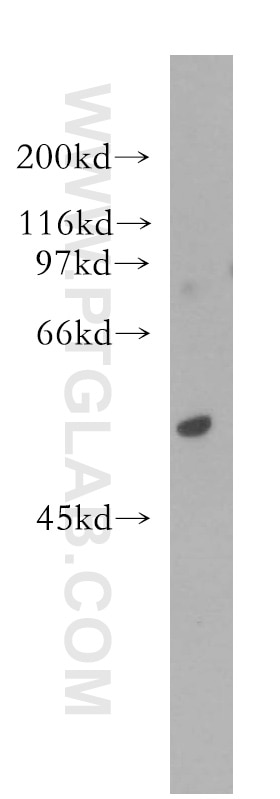 Western Blot (WB) analysis of NIH/3T3 cells using AKR7A3 Polyclonal antibody (13209-1-AP)