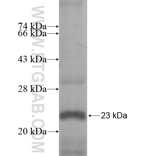 AKR7L fusion protein Ag12291 SDS-PAGE