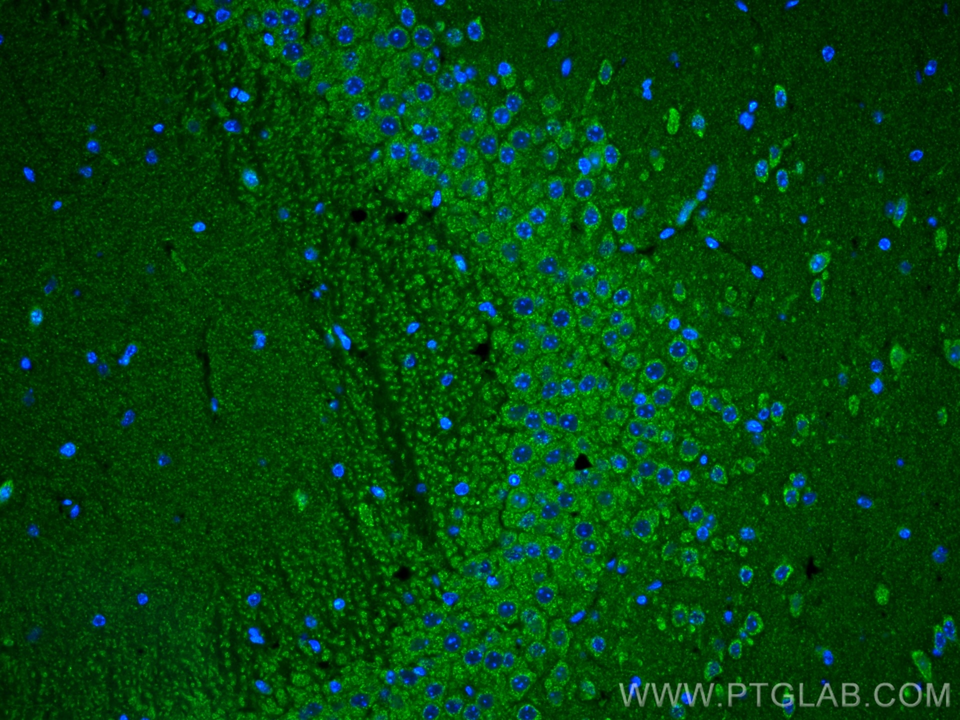 Immunofluorescence (IF) / fluorescent staining of mouse brain tissue using AKT Polyclonal antibody (10176-2-AP)
