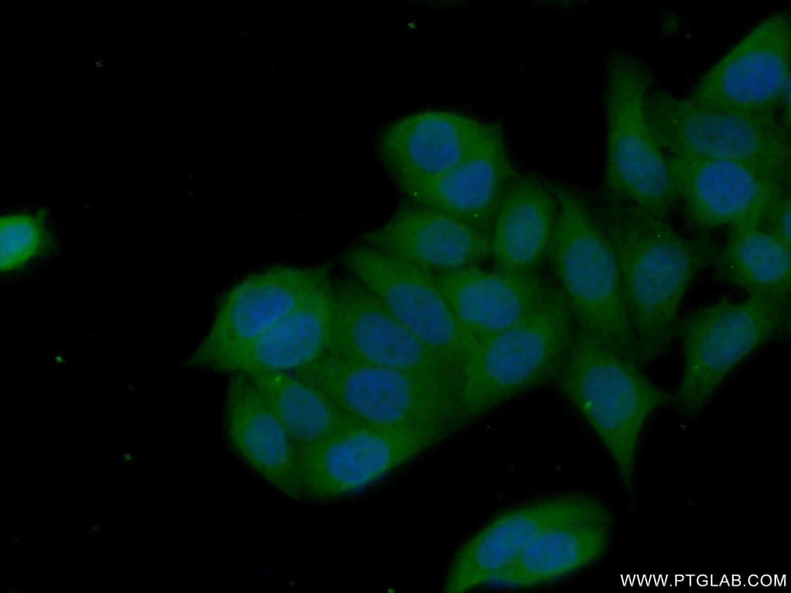 Immunofluorescence (IF) / fluorescent staining of HeLa cells using AKT Polyclonal antibody (10176-2-AP)