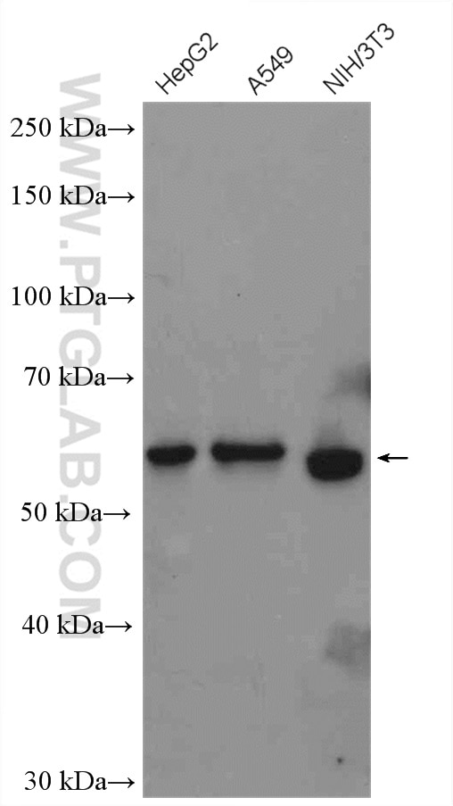 Western Blot (WB) analysis of various lysates using AKT Polyclonal antibody (10176-2-AP)