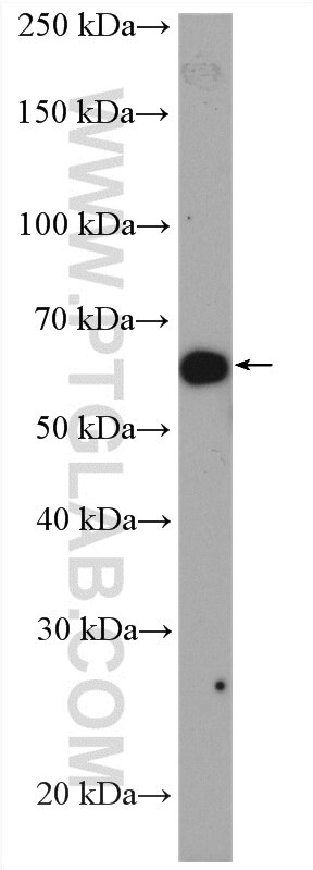 Western Blot (WB) analysis of A549 cells using AKT Polyclonal antibody (10176-2-AP)