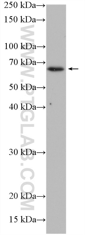 Western Blot (WB) analysis of HEK-293 cells using AKT Polyclonal antibody (10176-2-AP)