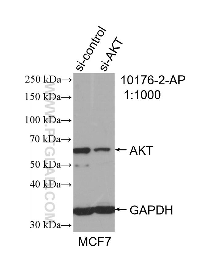 Western Blot (WB) analysis of MCF-7 cells using AKT Polyclonal antibody (10176-2-AP)
