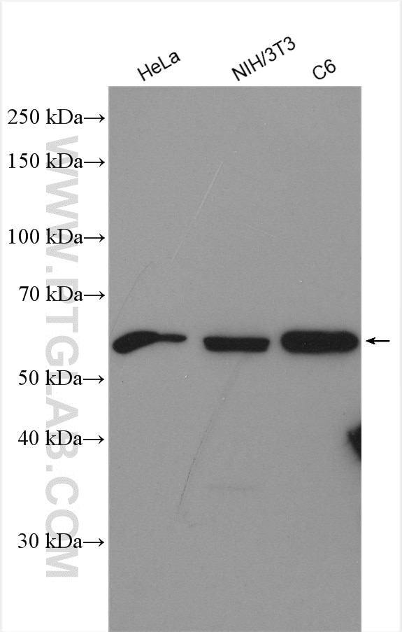 Western Blot (WB) analysis of various lysates using AKT Polyclonal antibody (10176-2-AP)