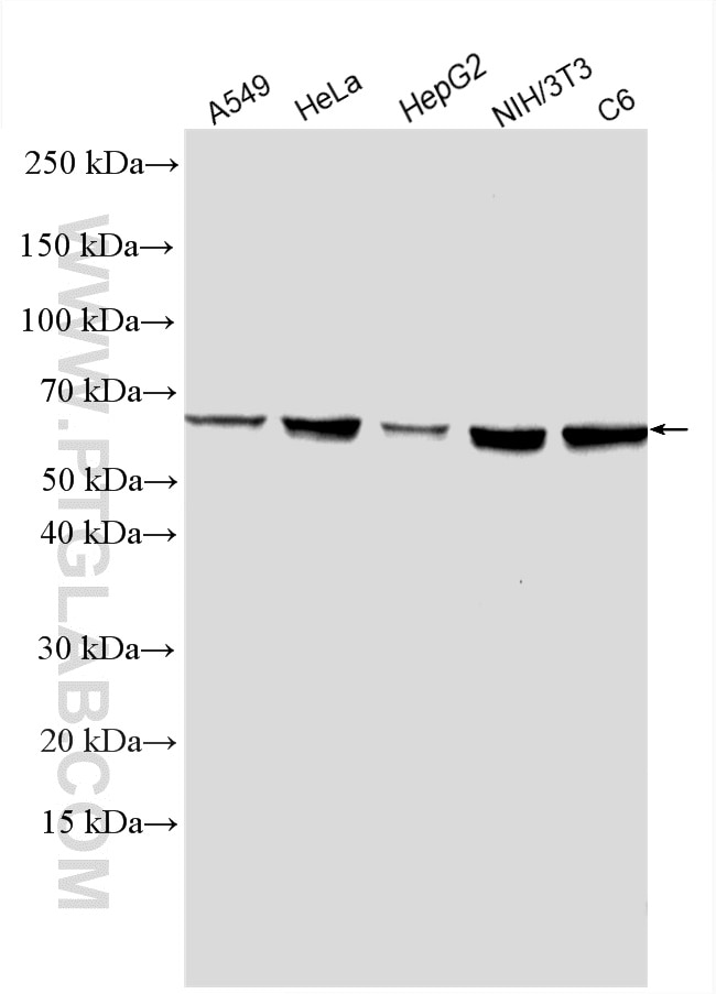 Western Blot (WB) analysis of various lysates using AKT Polyclonal antibody (10176-2-AP)