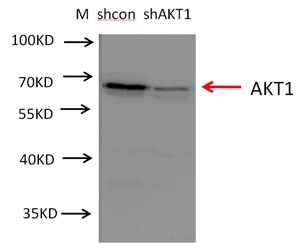 Western Blot (WB) analysis of A549 cells using AKT Polyclonal antibody (10176-2-AP)