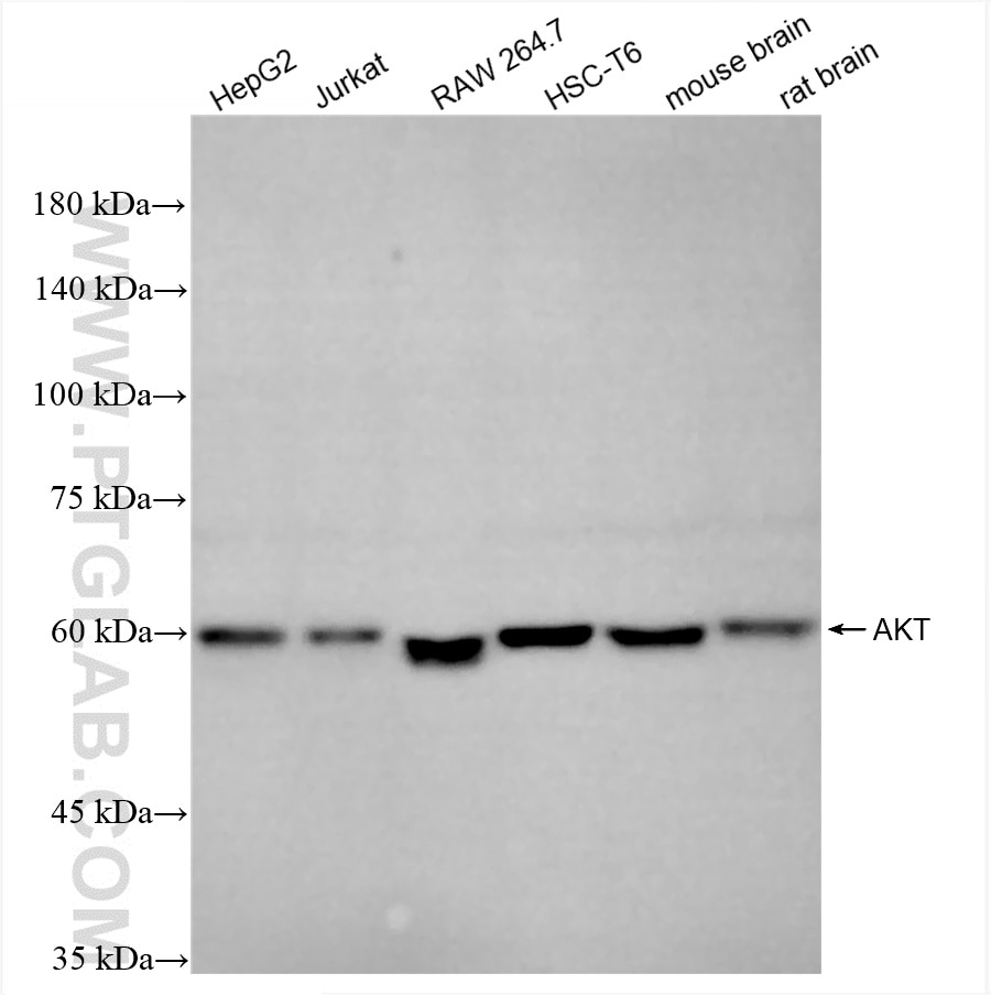 Western Blot (WB) analysis of various lysates using AKT Polyclonal antibody (10176-2-AP)