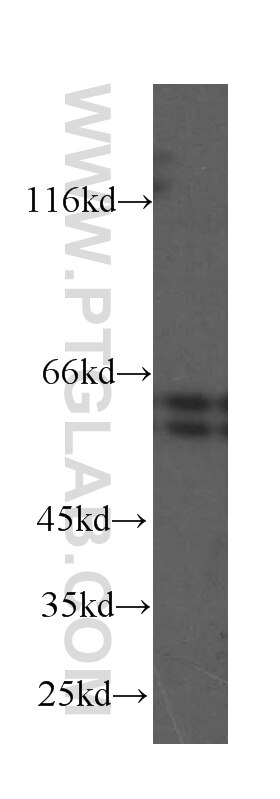 Western Blot (WB) analysis of HeLa cells using AKT1/3 Monoclonal antibody (60203-1-Ig)