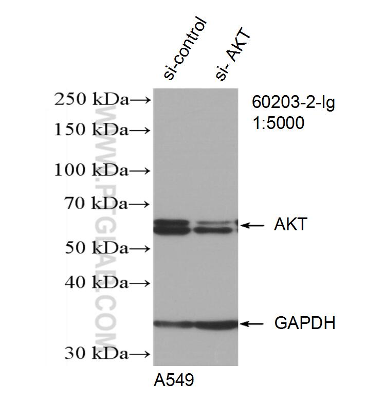 WB analysis of A549 using 60203-2-Ig