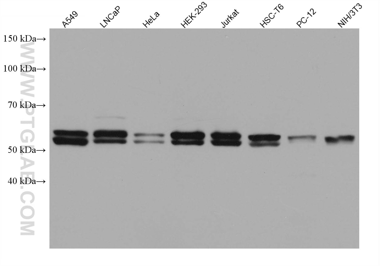 Western Blot (WB) analysis of various lysates using AKT Monoclonal antibody (60203-2-Ig)