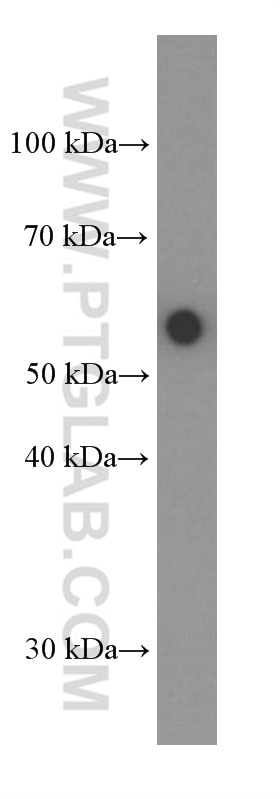 Western Blot (WB) analysis of NIH/3T3 cells using AKT Monoclonal antibody (60203-2-Ig)