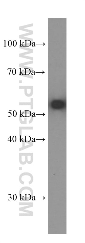 Western Blot (WB) analysis of RAW 264.7 cells using AKT Monoclonal antibody (60203-2-Ig)