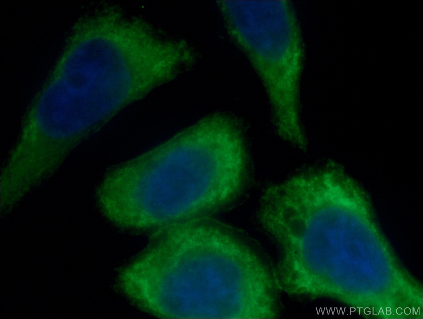 Immunofluorescence (IF) / fluorescent staining of MCF-7 cells using CoraLite®488-conjugated AKT Monoclonal antibody (CL488-60203)
