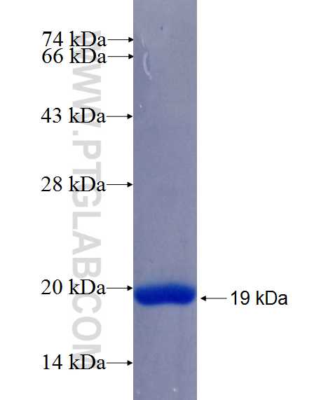AKT fusion protein Ag26642 SDS-PAGE