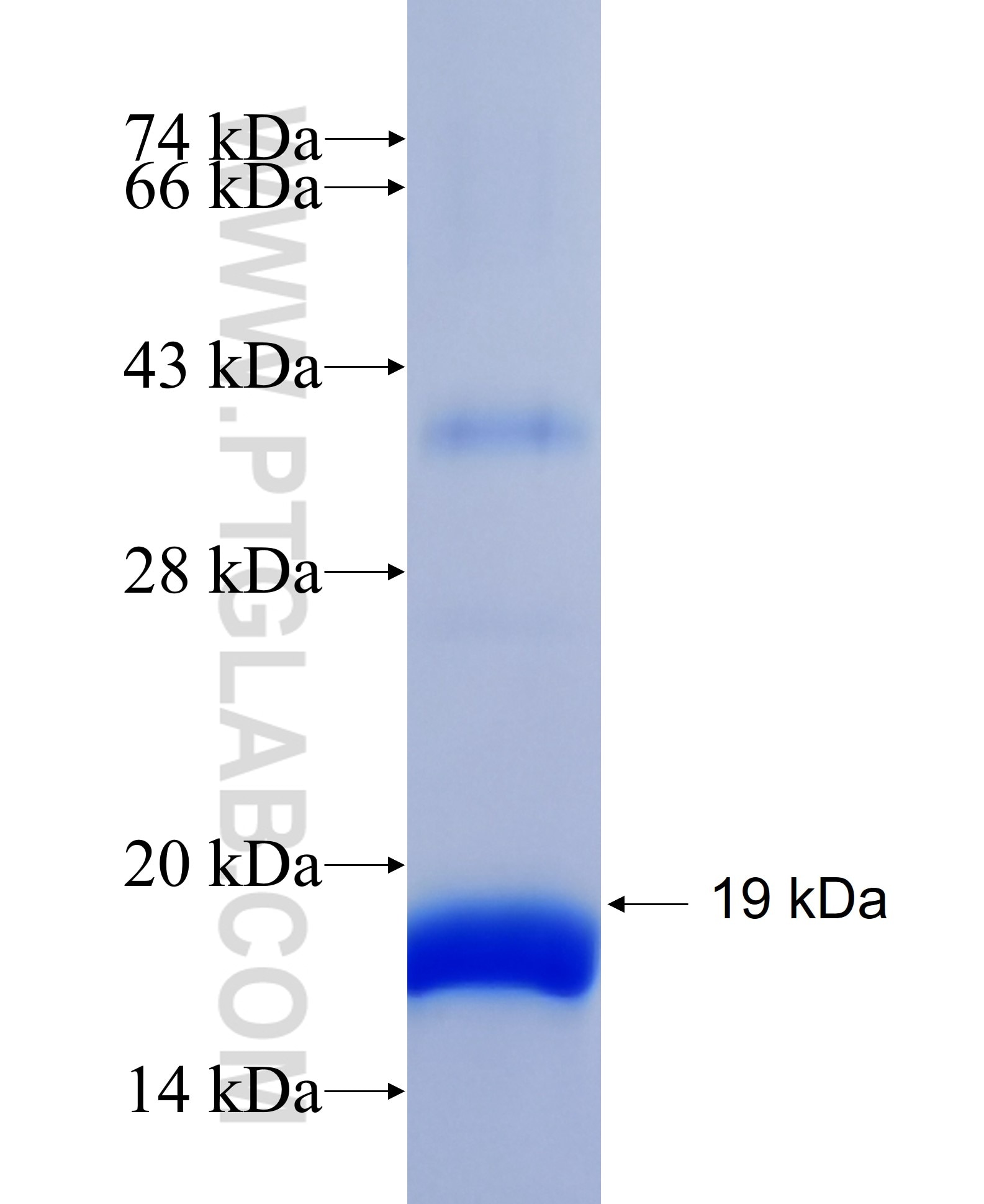 AKT fusion protein Ag26642 SDS-PAGE