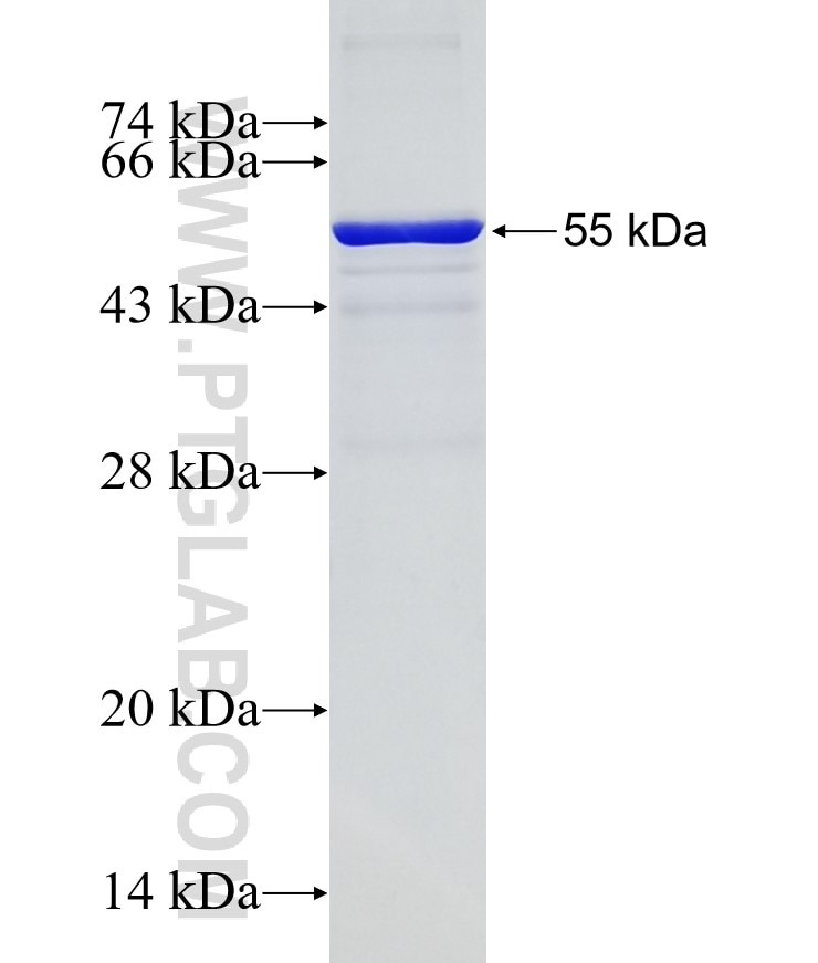 AKT fusion protein Ag0213 SDS-PAGE