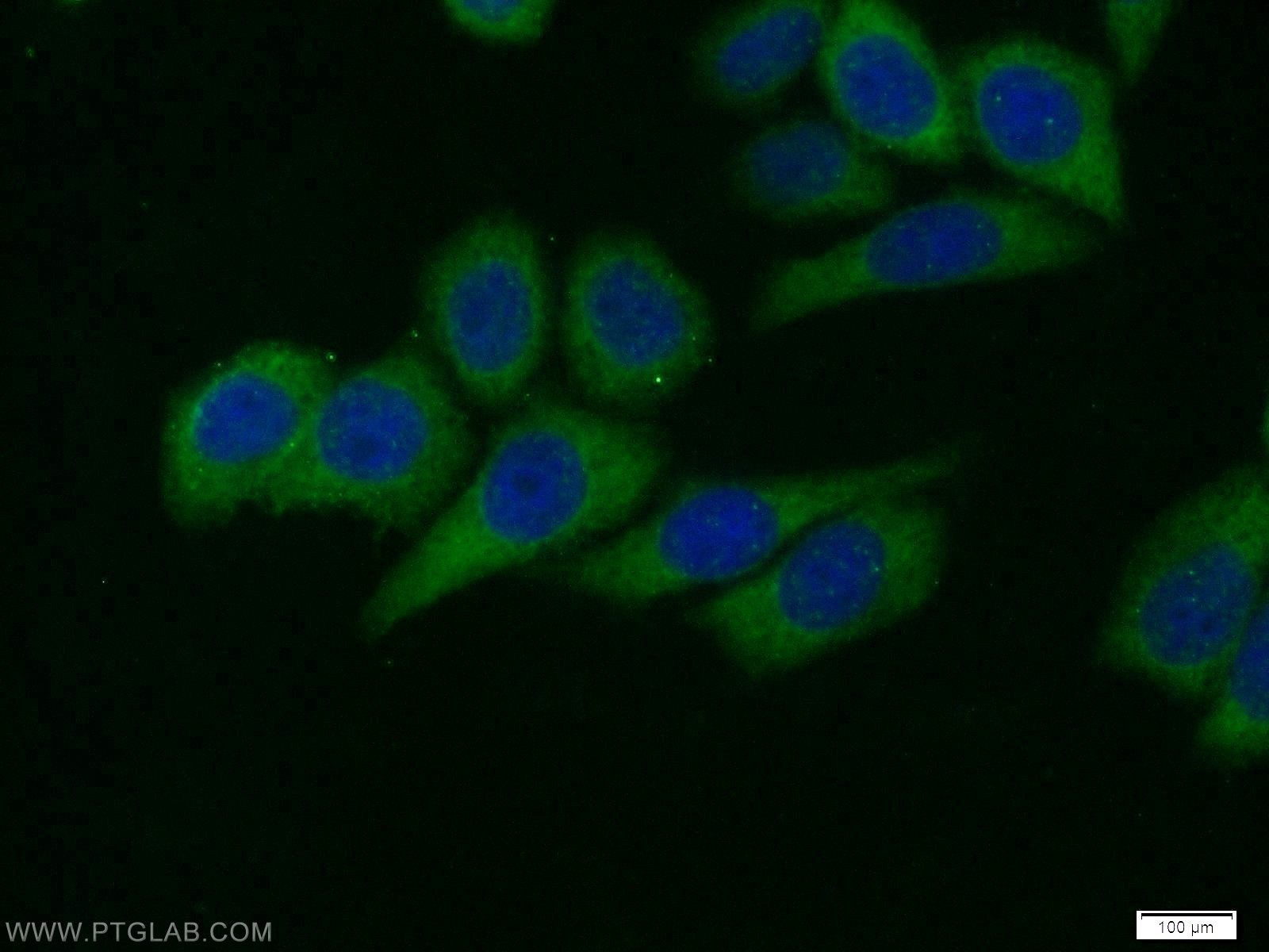 Immunofluorescence (IF) / fluorescent staining of HeLa cells using AKT Polyclonal antibody (51077-1-AP)