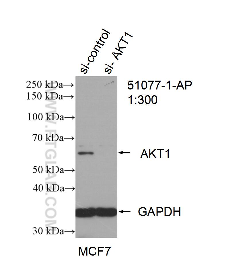 Western Blot (WB) analysis of MCF-7 cells using AKT Polyclonal antibody (51077-1-AP)