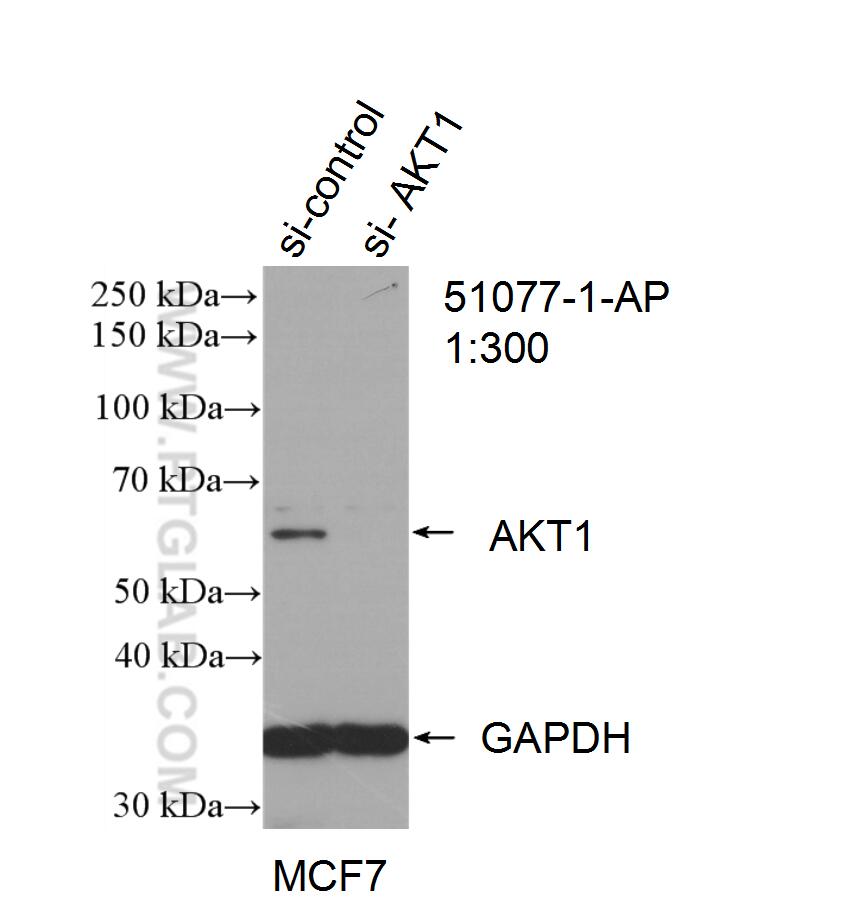 WB analysis of MCF-7 using 51077-1-AP