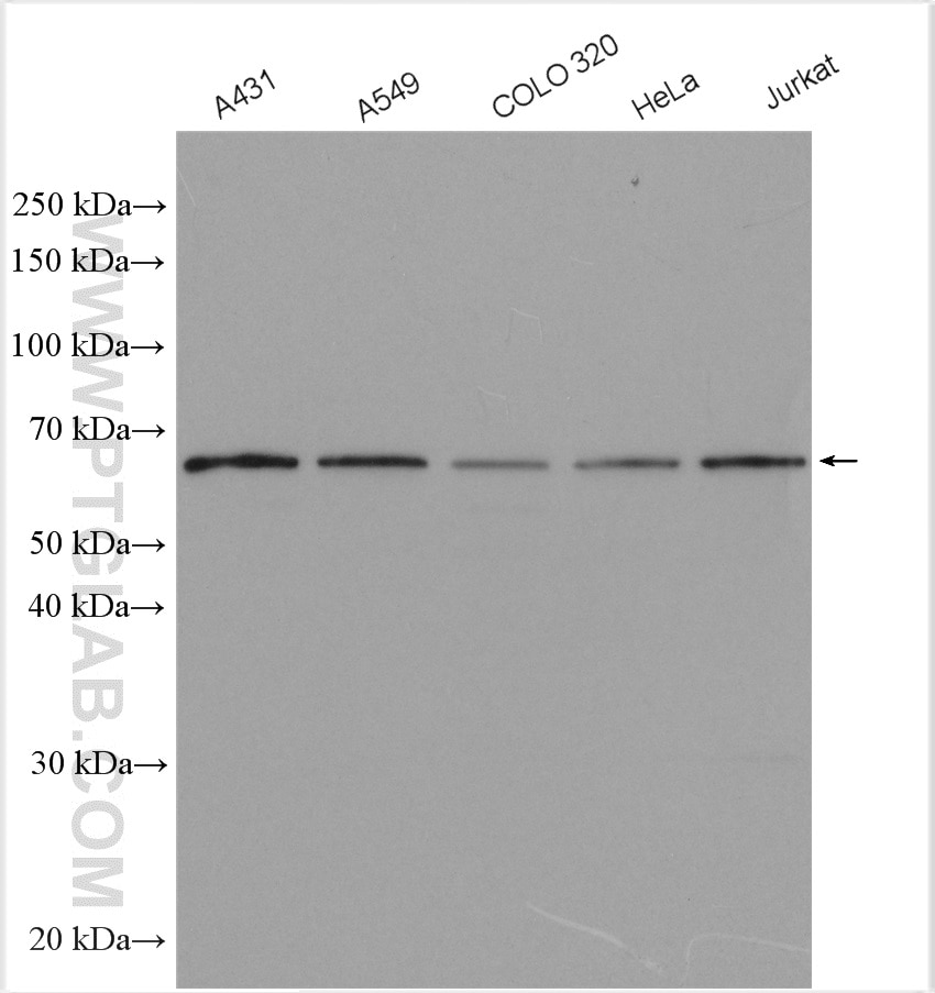 Western Blot (WB) analysis of various lysates using AKT Polyclonal antibody (51077-1-AP)