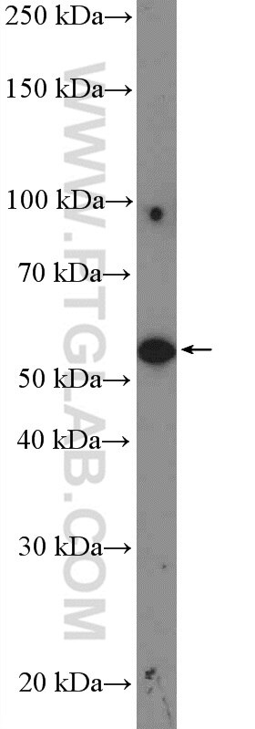 Western Blot (WB) analysis of HeLa cells using AKT Polyclonal antibody (55230-1-AP)
