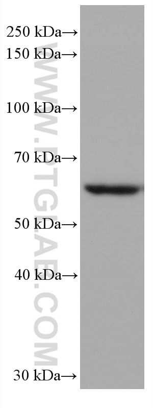 Western Blot (WB) analysis of HEK-293T cells using AKT1 (C-terminal) Recombinant antibody (80457-1-RR)