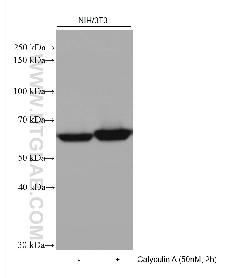 Western Blot (WB) analysis of various lysates using AKT1 (C-terminal) Recombinant antibody (80457-1-RR)