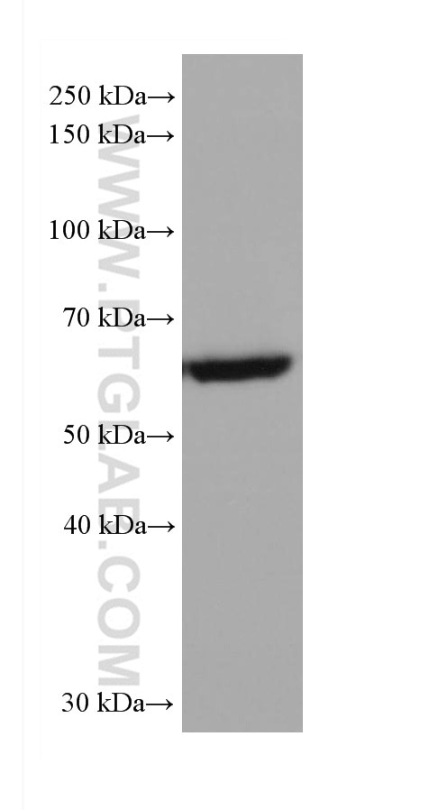 Western Blot (WB) analysis of HepG2 cells using AKT1 (C-terminal) Recombinant antibody (80457-1-RR)